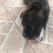 Zandor, Staffordshire Bull Terrier