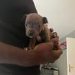 Pako, Staffordshire Bull Terrier