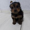 Maya, Yorkshire Terrier