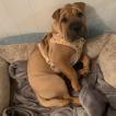 Silva, Shar-Pei