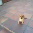 Mochi, Dachshund (Pelo Largo)