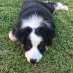 Greta, Border Collie