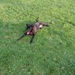 Trent, Altri cani