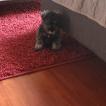 Molly, Schnauzer Miniatura