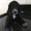 Maya, Cocker Spaniel Inglés