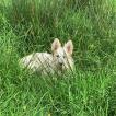 Scotch, Berger Blanc Suisse