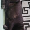 Thanos, Dogo Canario