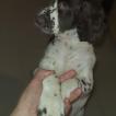 Suzy, English Springer Spaniel