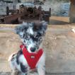 Sweety, Berger Australien