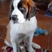Soiny dit THOR, Saint Bernard