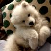 Lucas, Samoyedo