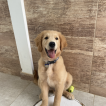 Simba, Golden Retriever