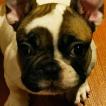 GASPAR