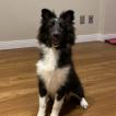 Gaia, Pastor De Shetland