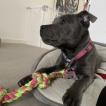 Pixie, Staffordshire Bull Terrier