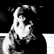 Reïko, Staffordshire Bull Terrier