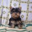 Kiriki, Yorkshire Terrier