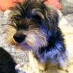 Pacelli, Schnauzer Miniatura