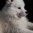Sayah, Samoyedo