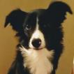 Ginger, Border Collie