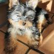 Satine, Yorkshire Terrier