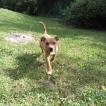 Shoko, Staffordshire Bull Terrier