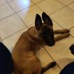 Sam, Pastor Belga Malinois