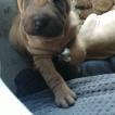 Svelte, Shar-Pei