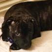 Stan, Staffordshire Bull Terrier
