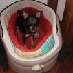 Tino, Pinscher