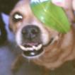 Scrappy, Pinscher