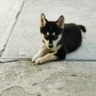 Bolaños, Siberian Husky