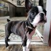 Martini, Boston Terrier