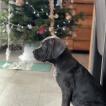 Sukai, Cane Corso