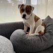 Simba, Staffordshire Bull Terrier