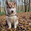 SYMBA, Husky Siberien
