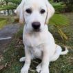 Lexa, Labrador Retriever
