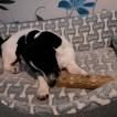 Uschi, Parson Jack Russell Terrier (De Pelaje Corto - Suave)