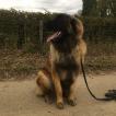 Baloo, Leonberger