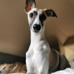 Ivy, Whippet