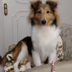 Lola Elizabeth Sheltie Chaparral, Pastor De Shetland
