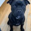 Stella, Staffordshire Bull Terrier