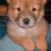 Kiara, Chow Chow