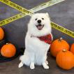 Samie, Samoyedo