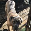 Socrate, Cane Corso