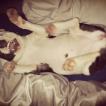 Nova, Staffordshire Bull Terrier