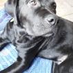 Doog, Otros perros