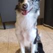 Amora, Border Collie