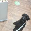 Kai, Schnauzer Gigante