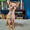 Jojo, Chihuahua